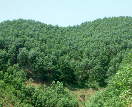 Kết quả tiến độ chăm sóc rừng trồng phòng hộ năm 2016