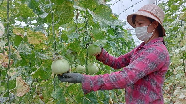 Việt Yên: Người phụ nữ đam mê với nông nghiệp sạch