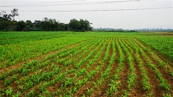 Bắc Giang: Gieo trồng 65.800 ha cây trồng vụ Chiêm Xuân năm 2023-2024