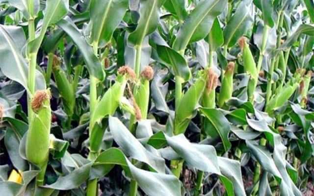 Tân Yên: Phấn đấu gieo trồng trên 8 nghìn ha cây trồng vụ Chiêm Xuân