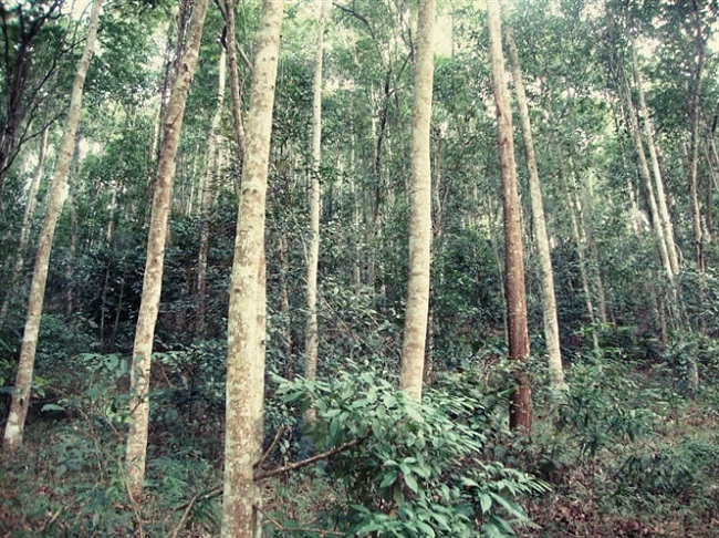 Đến năm 2025 diện tích trồng rừng gỗ lớn chiếm 20% tổng diện tích rừng trồng tập trung