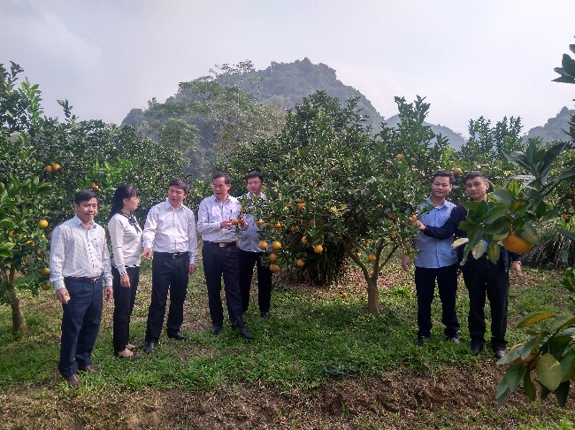 Tỉnh Bắc Giang: Nghiên cứu xây dựng chính sách định hướng phát trển sản xuất nông nghiệp theo...