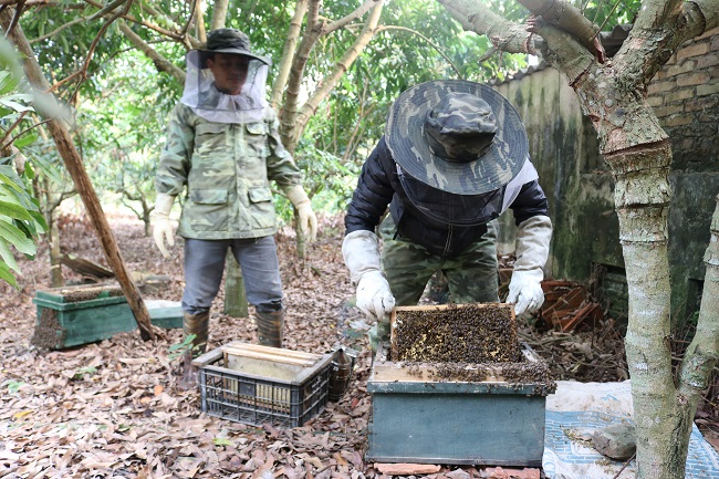Hiệu quả mô hình nuôi ong lấy mật theo VietGAP