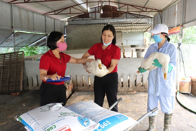 Triển vọng mô hình chăn nuôi Vịt siêu nạc Grimaud tại thành phố Bắc Giang