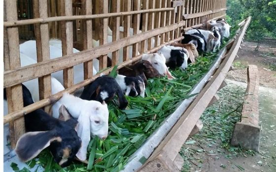 Bắc Giang:  Phê duyệt Đề án “Hỗ trợ các cơ sở sản xuất giống dê trên địa bàn tỉnh Bắc Giang, giai...