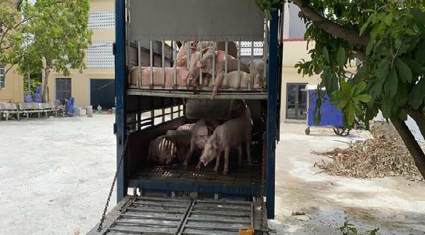 Phát hiện, ngăn chặn vụ vận chuyển 29 con lợn mắc Dịch tả lợn Châu Phi