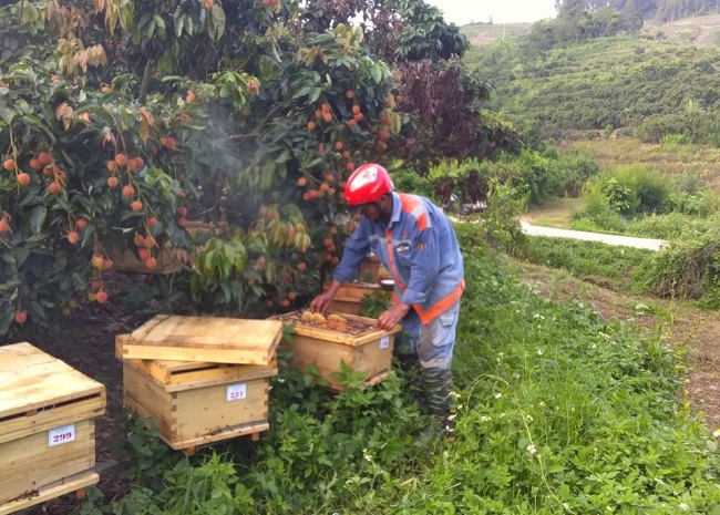 Bắc Giang: Nuôi ong thùng kế - Bí quyết nâng cao chất lượng mật ong