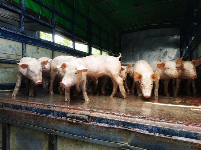 Trung tâm Khuyến nông triển khai mô hình chăn nuôi lợn theo hướng hữu cơ