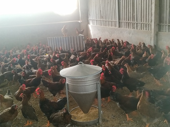 Hiệu quả bước đầu mô hình chăn nuôi gà Mía lai, Chọi lai an toàn sinh học gắn với tiêu thụ sản phẩm