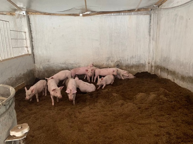 Kết quả bước đầu mô hình chăn nuôi lợn theo hướng hữu cơ gắn với tiêu thụ sản phẩm