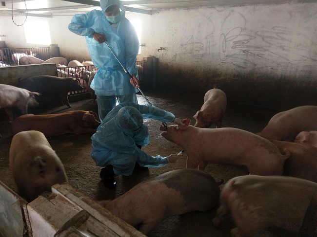 Bắc Giang: Phòng, chống dịch bệnh gia súc, gia cầm và thủy sản năm 2022