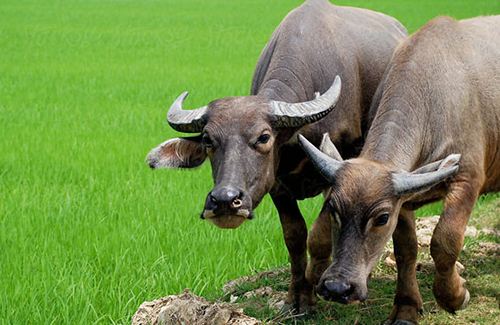 Yên Thế: Phòng chống bệnh Viêm da nổi cục trâu, bò trên địa bàn huyện giai đoạn 2022 - 2025
