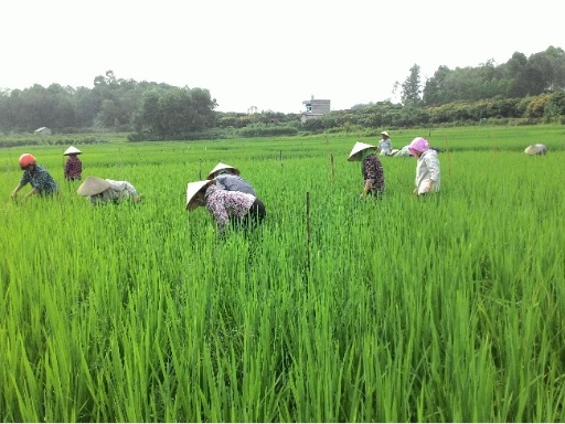 Bắc Giang: Bức tranh nông nghiệp Quí I/2022 có nhiều khởi sắc