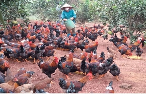 Bắc Giang: Cơ cấu lại lĩnh vực chăn nuôi gắn với lợi thế cạnh tranh và yêu cầu thị trường