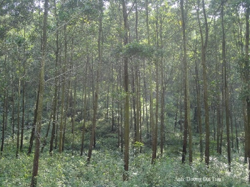 Tăng cường quản lý, sử dụng hiệu quả đất lâm nghiệp và đẩy mạnh trồng rừng gỗ lớn