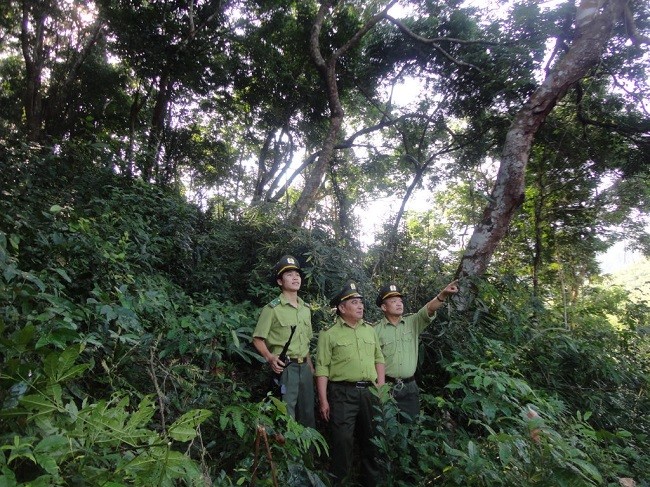 Tăng cường các biện pháp ngăn chặn, xử lý tình trạng phá rừng tự nhiên