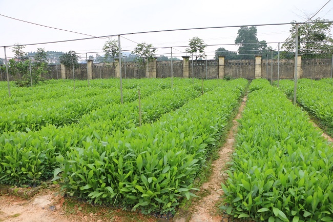 Phát triển huyện Yên Thế trở thành Trung tâm sản xuất giống cây lâm nghiệp của tỉnh Bắc Giang