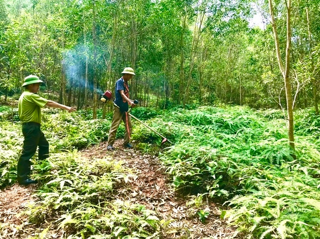 Hạt Kiểm lâm Tân - Việt - Hòa  thi công hạ cấp thực bì phòng, chống cháy rừng năm 2022