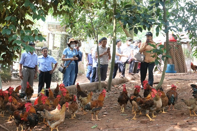 Tân Yên: Phát triển chăn nuôi gà thả vườn