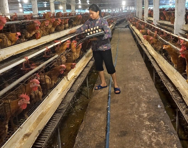 Chăn nuôi gà đẻ kết hợp ấp trứng cho thu nhập hàng tỷ đồng một năm