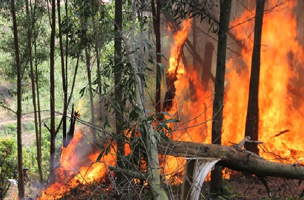 Bắc Giang: Nguy cơ cháy rừng ở nhiều địa phương đang ở cấp cực kỳ nguy hiểm