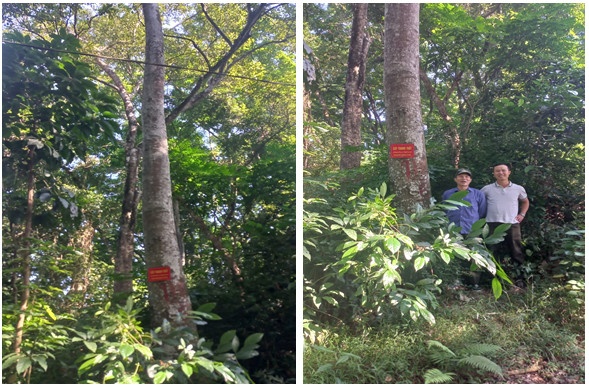 Nghiên cứu, gây trồng thử nghiệm cây Thanh thất phục vụ trồng rừng gỗ lớn trên địa bàn tỉnh