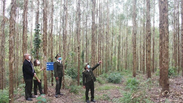 Bắc Giang: Lợi ích lớn từ trồng rừng kinh tế