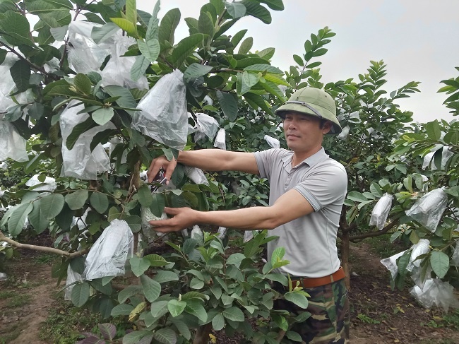Phát triển kinh tế hộ gia đình từ trồng cây ổi Đài Loan