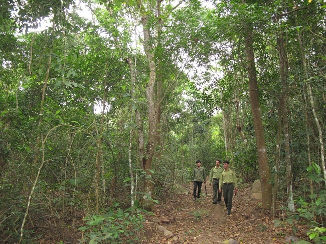 Tăng cường công tác quản lý bảo vệ rừng, ngăn chặn tình trạng chặt phá rừng
