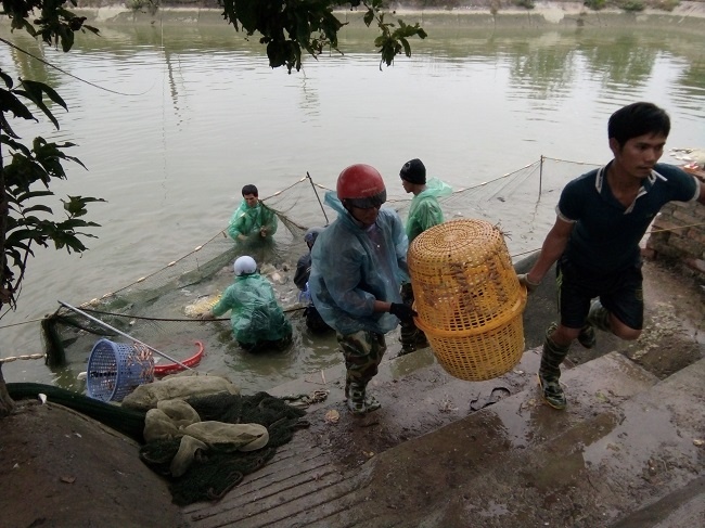 Bắc Giang: Sản lượng cá thương phẩm đạt trên 13,1 nghìn tấn