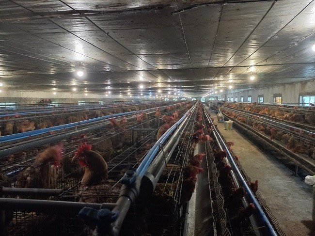 Bắc Giang: 60% sản phẩm chăn nuôi xuất bán tại các tỉnh thành lân cận