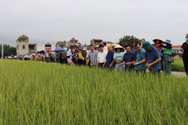 Việt Yên: Mô hình canh tác lúa thân thiện với môi trường- Thay đổi hành vi người trồng lúa