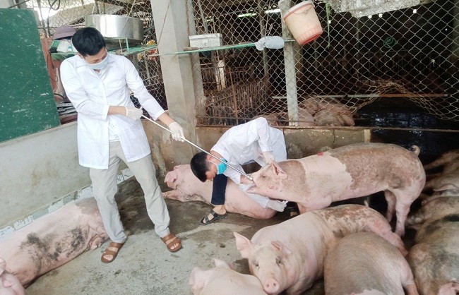 Bắc Giang: 6 tháng đầu năm không xảy ra dịch bệnh nguy hiểm trên đàn vật nuôi