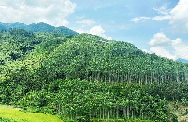 Bắc Giang: Công tác phát triển rừng đạt kết quả cao
