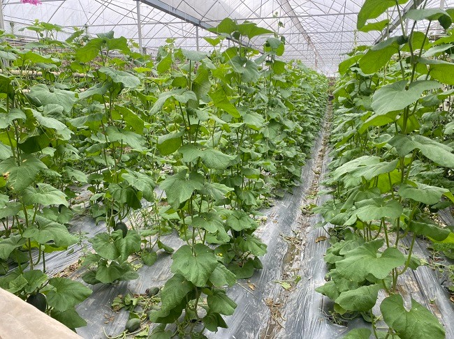 Thành phố Bắc Giang: Hỗ trợ nông dân trồng dưa lưới Ichiba trong nhà màng  sản xuất nông nghiệp...