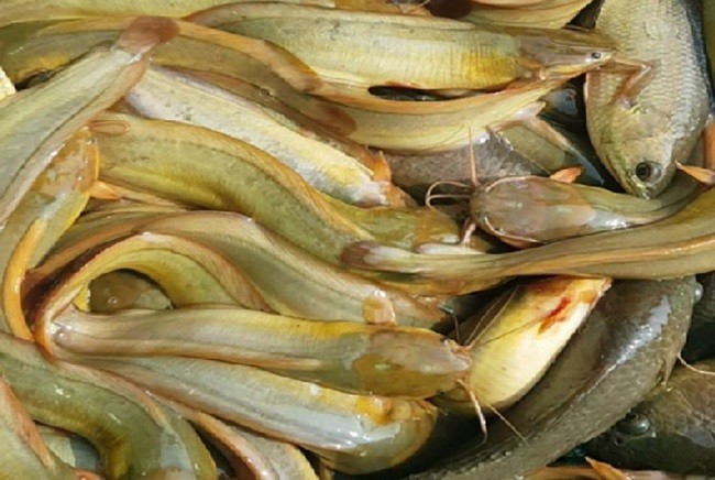 TP Bắc Giang: Triển khai mô hình nuôi cá trê vàng thương phẩm