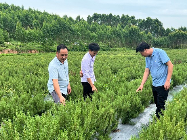 Lục Nam: Mô hình sản xuất cây hương liệu cây Hương Thảo bước đầu cho hiệu quả kinh tế cao