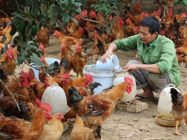 Bắc Giang: Chăn nuôi chuyển dịch theo hướng giảm đàn gia súc, tăng đàn gia cầm