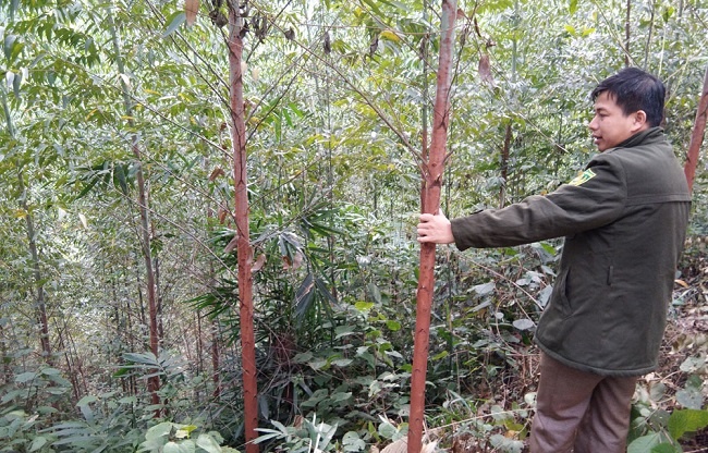 Bắc Giang: Trên 345ha rừng trồng bị sâu bệnh hại