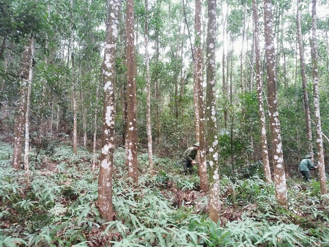 Bắc Giang:  Chuyển mục đích sử dụng trên 60 ha rừng sang mục đích khác để thực hiện 12 dự án.