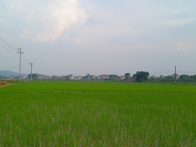 Bắc Giang: Gieo trồng vụ Mùa đảm bảo khung lịch thời vụ