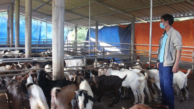 Bắc Giang: Tổng đàn vật nuôi luôn nằm trong tốp 10 tỉnh, thành phố