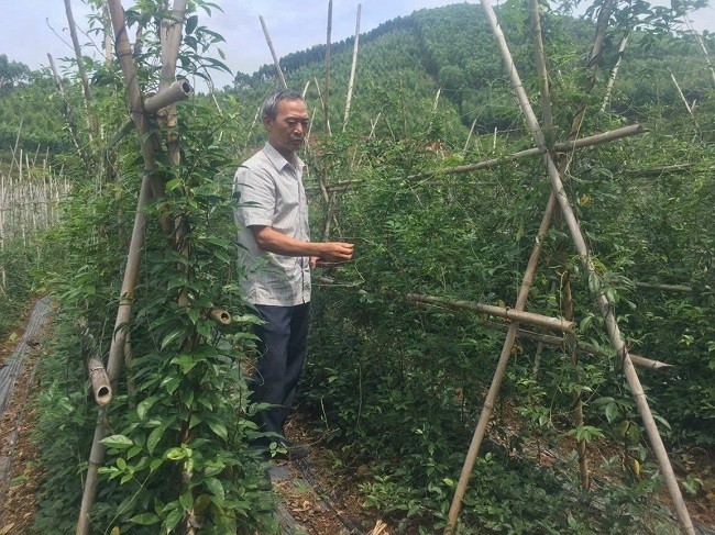 Lục Nam: Triển khai mô hình trồng cây sâm Nam núi Dành