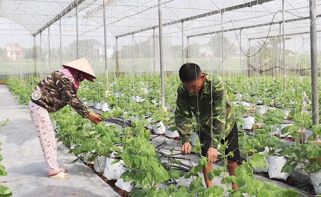 Bắc Giang: Giá trị sản xuất trên ha đất nông nghiệp đạt 138 triệu đồng
