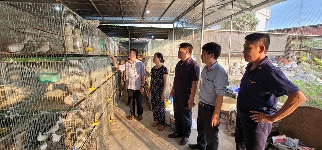 Lạng Giang: Làm giàu từ mô hình nuôi chim cu gáy trắng