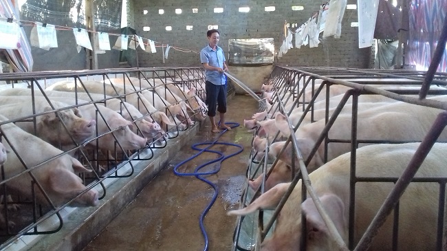 TP Bắc Giang: Triển khai nhiều biện pháp ngăn chặn, phòng chống Dịch tả lợn Châu Phi
