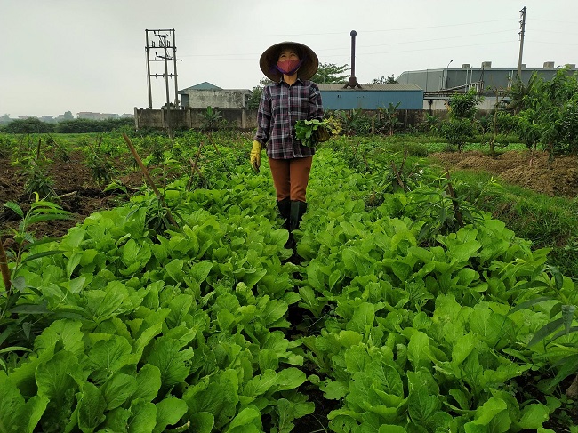Dĩnh Trì: Tăng thu nhập nhờ trồng rau cải