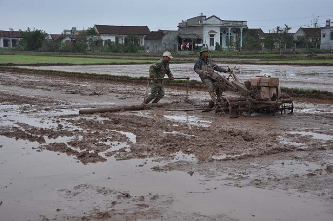 Chủ động làm đất, vệ sinh đồng ruộng phòng ngừa sâu bệnh hại mạ, lúa mùa năm 2019