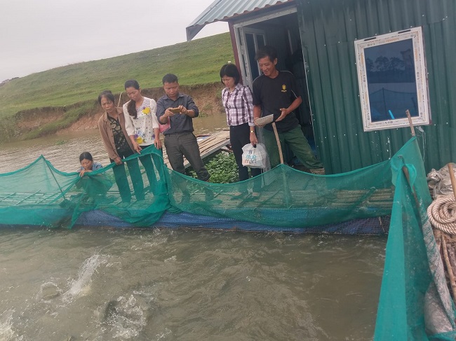Việt Yên: Triển vọng từ mô hình nuôi cá lồng trên sông Cầu