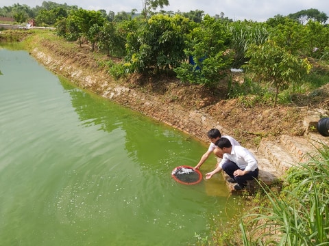 Bắc Giang: Triển khai mô hình liên kết nuôi cá rô phi thâm canh công nghệ Biofloc gắn với tiêu...